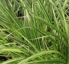 Rákosník japonský 'Albostriata' - Hakonechloa macra 'Albostriata'