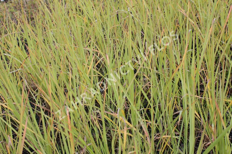 Třtinovec jižní - Erianthus ravennae