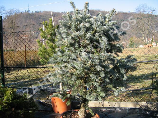 Jedle nádherná - Abies magnifica