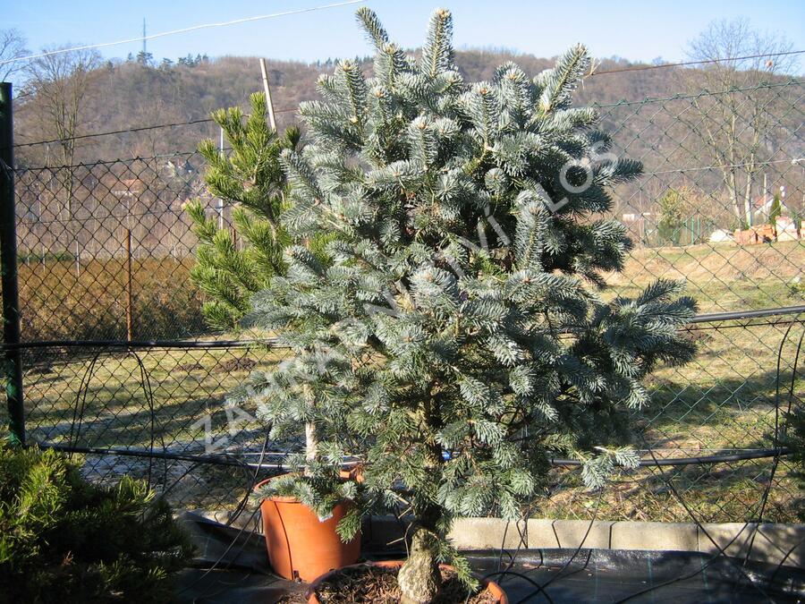 Jedle nádherná - Abies magnifica