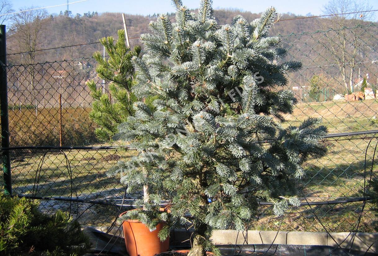 Jedle nádherná - Abies magnifica