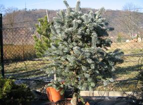 Jedle nádherná - Abies magnifica