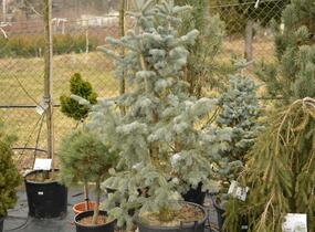 Jedle nádherná - Abies magnifica