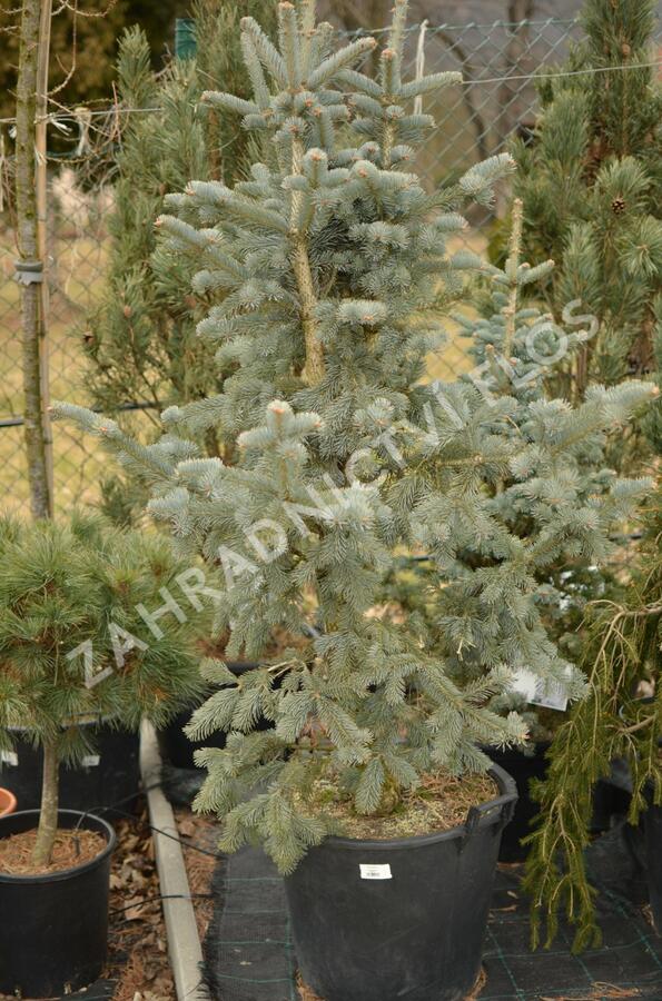 Jedle nádherná - Abies magnifica