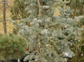 Jedle nádherná - Abies magnifica