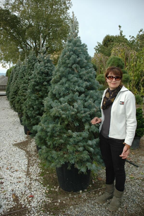 Jedle nádherná - Abies magnifica