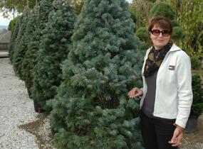 Jedle nádherná - Abies magnifica