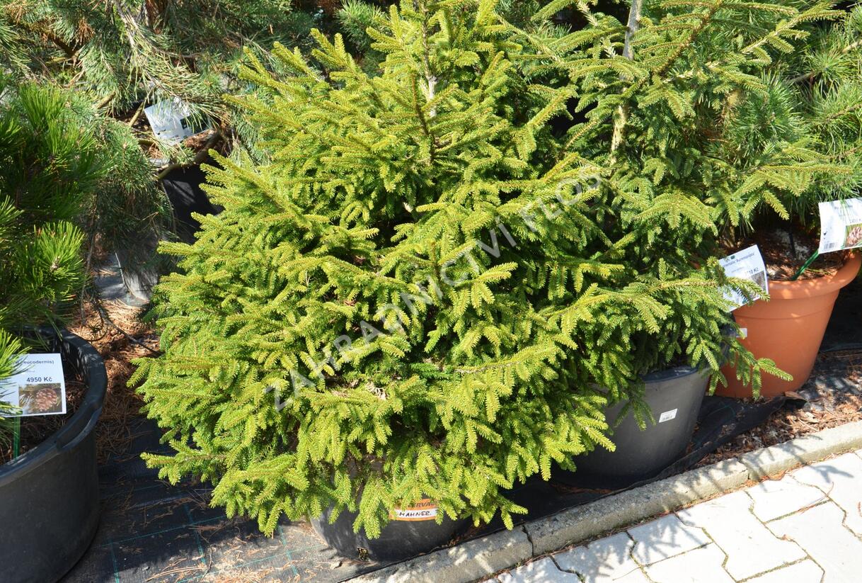 Smrk východní 'Golden Start' - Picea orientalis 'Golden Start'