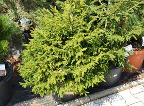 Smrk východní 'Golden Start' - Picea orientalis 'Golden Start'