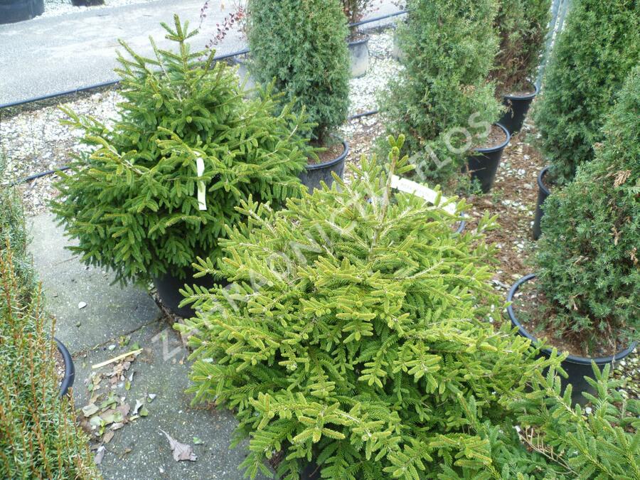 Smrk východní 'Golden Start' - Picea orientalis 'Golden Start'