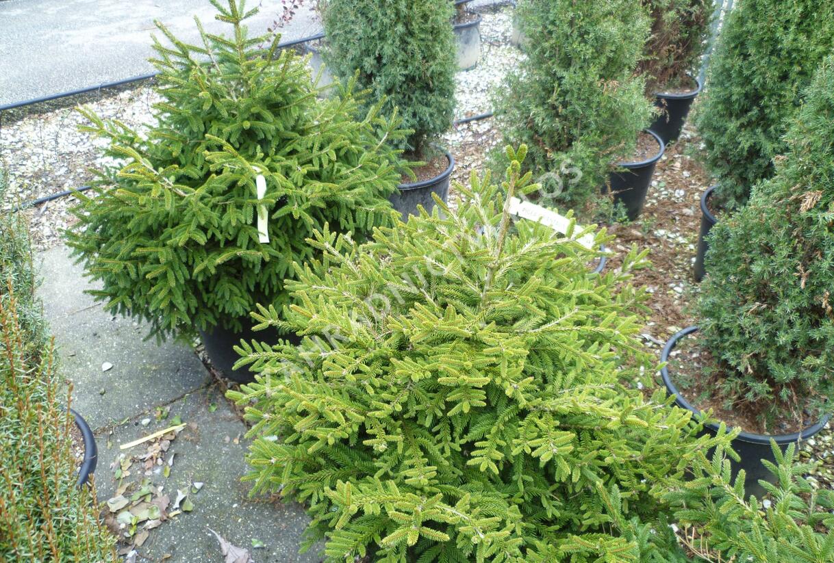 Smrk východní 'Golden Start' - Picea orientalis 'Golden Start'