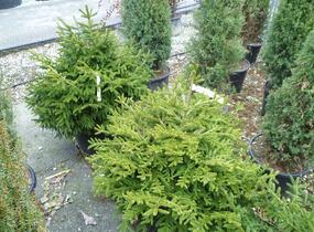 Smrk východní 'Golden Start' - Picea orientalis 'Golden Start'