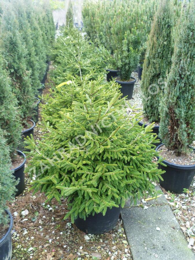 Smrk východní 'Golden Start' - Picea orientalis 'Golden Start'