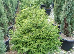 Smrk východní 'Golden Start' - Picea orientalis 'Golden Start'