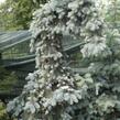 Smrk 'Kosteriana Glauca' - Picea pungens 'Kosteriana Glauca'