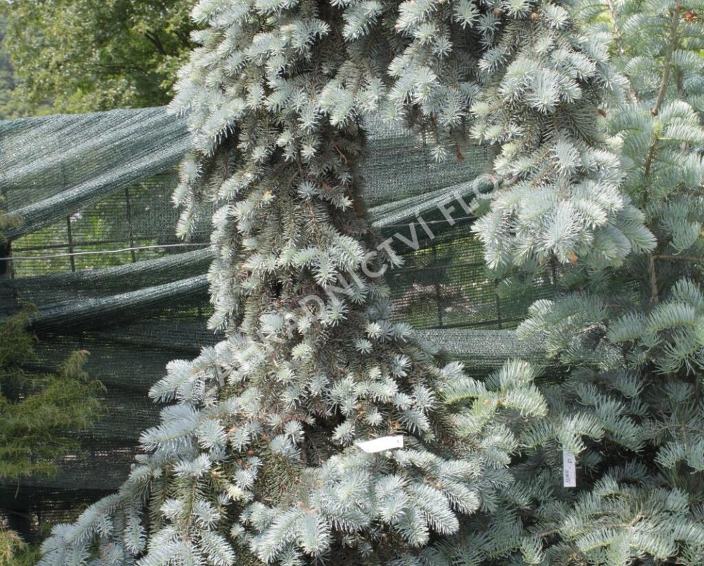 Smrk pichlavý 'Kosteriana Glauca' - Picea pungens 'Kosteriana Glauca'
