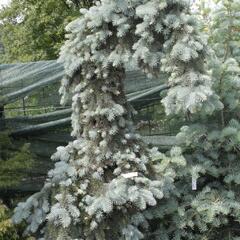Smrk 'Kosteriana Glauca' - Picea pungens 'Kosteriana Glauca'