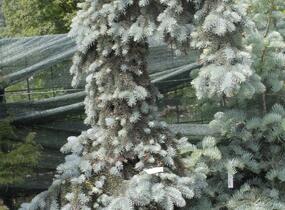 Smrk pichlavý 'Kosteriana Glauca' - Picea pungens 'Kosteriana Glauca'