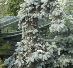 Smrk 'Kosteriana Glauca' - Picea pungens 'Kosteriana Glauca'