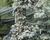 Smrk pichlavý 'Kosteriana Glauca'