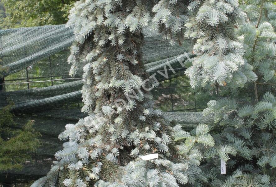 Smrk pichlavý 'Kosteriana Glauca' - Picea pungens 'Kosteriana Glauca'