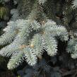 Smrk 'Kosteriana Glauca' - Picea pungens 'Kosteriana Glauca'