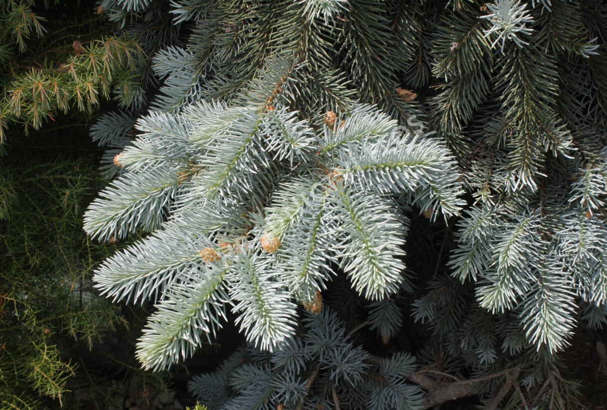 Smrk pichlavý 'Kosteriana Glauca' - Picea pungens 'Kosteriana Glauca'