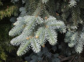 Smrk pichlavý 'Kosteriana Glauca' - Picea pungens 'Kosteriana Glauca'