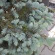 Smrk 'Kosteriana Glauca' - Picea pungens 'Kosteriana Glauca'