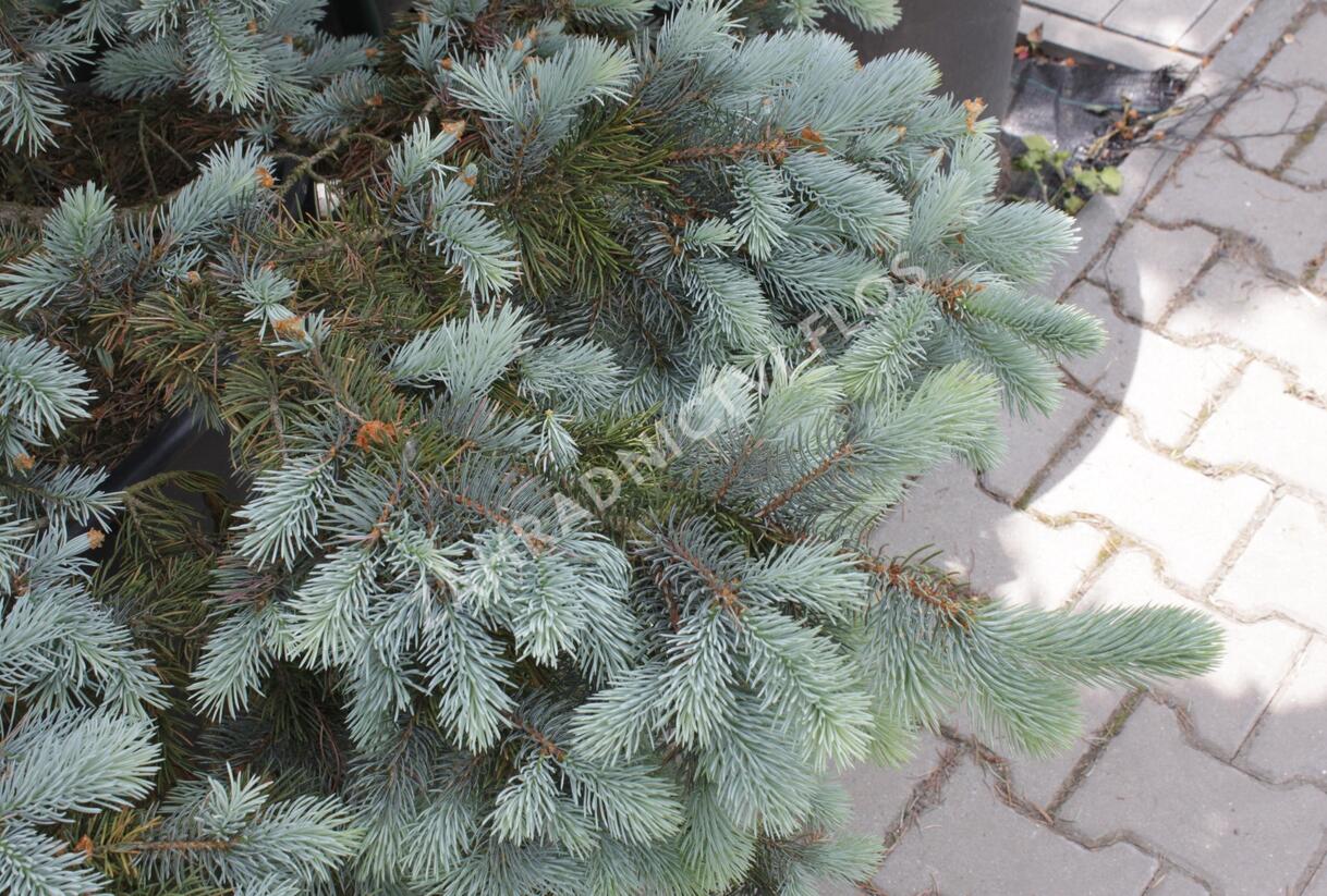 Smrk pichlavý 'Kosteriana Glauca' - Picea pungens 'Kosteriana Glauca'