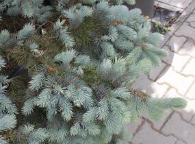 Smrk pichlavý 'Kosteriana Glauca' - Picea pungens 'Kosteriana Glauca'