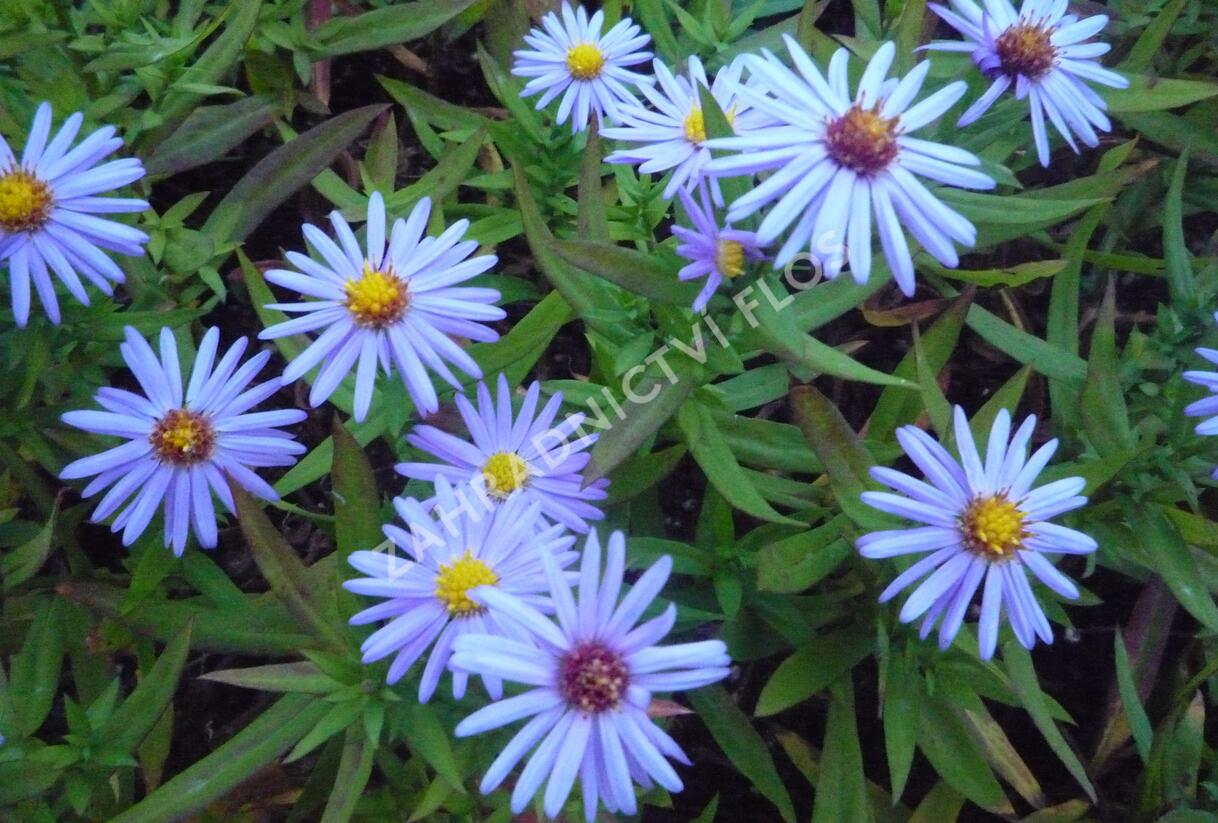 Hvězdnice keříčkovitá - modrá - Aster dumosus - modrá