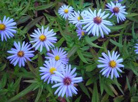 Hvězdnice keříčkovitá - modrá - Aster dumosus - modrá