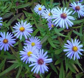 Hvězdnice keříčkovitá - modrá - Aster dumosus - modrá