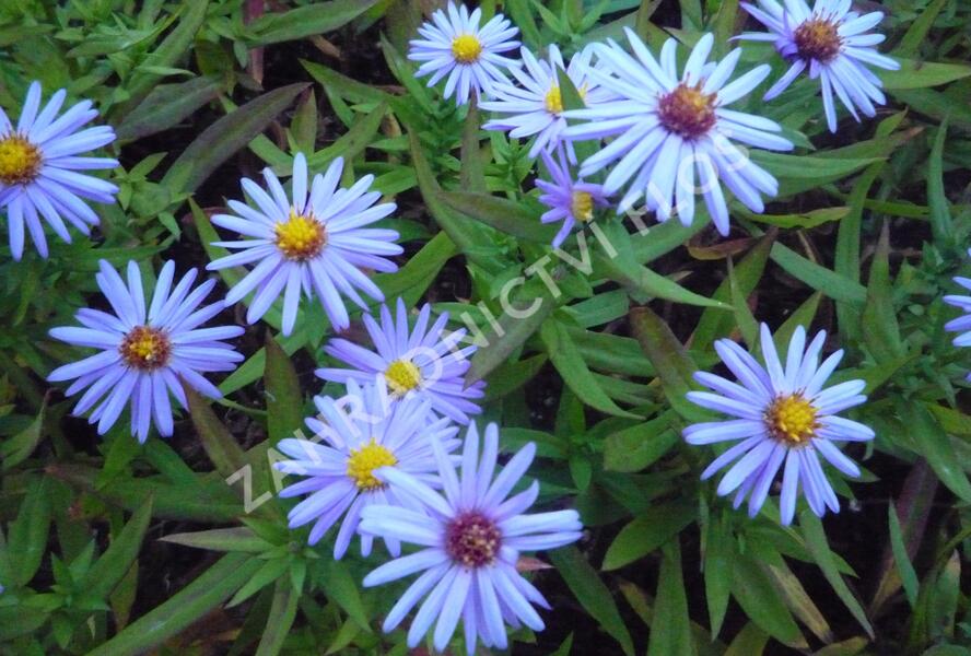 Hvězdnice keříčkovitá - modrá - Aster dumosus - modrá