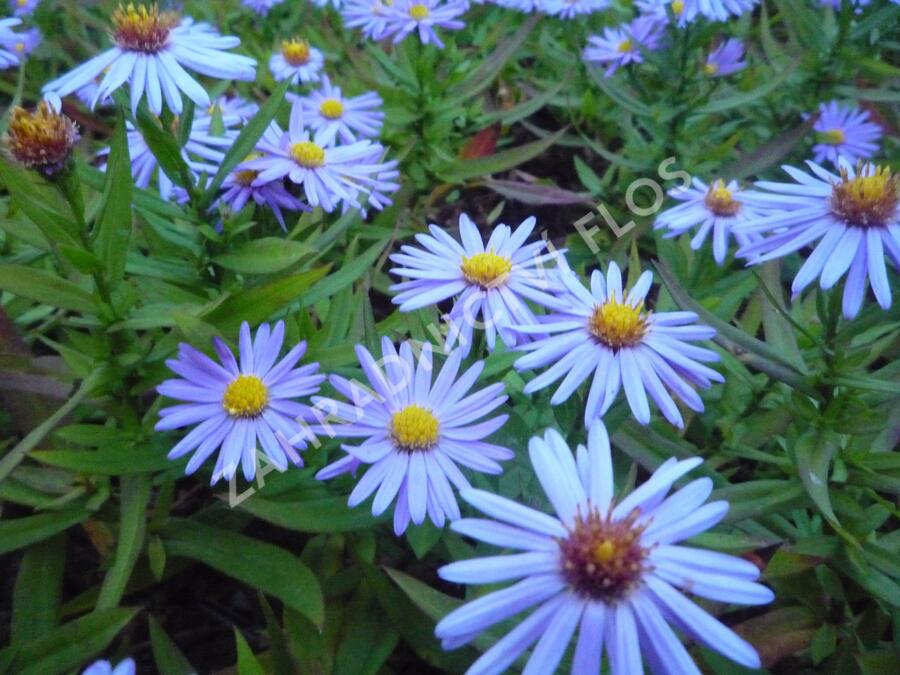 Hvězdnice keříčkovitá - modrá - Aster dumosus - modrá