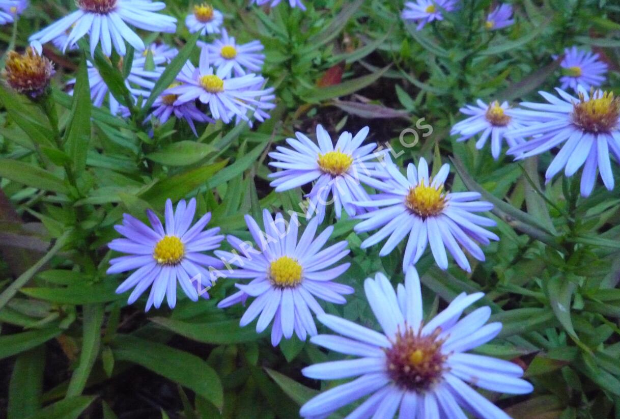 Hvězdnice keříčkovitá - modrá - Aster dumosus - modrá