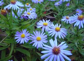 Hvězdnice keříčkovitá - modrá - Aster dumosus - modrá