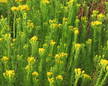 Hvězdnice zlatovlásek