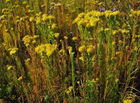 Hvězdnice zlatovlásek - Aster (Galatella) linosyris