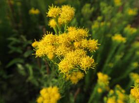 Hvězdnice zlatovlásek - Aster (Galatella) linosyris