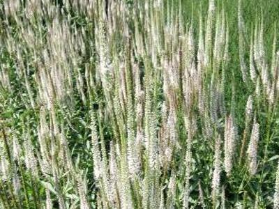 Rozrazil viržinský 'Albo-Rosea' - Veronicastrum virginicum 'Albo-Rosea'