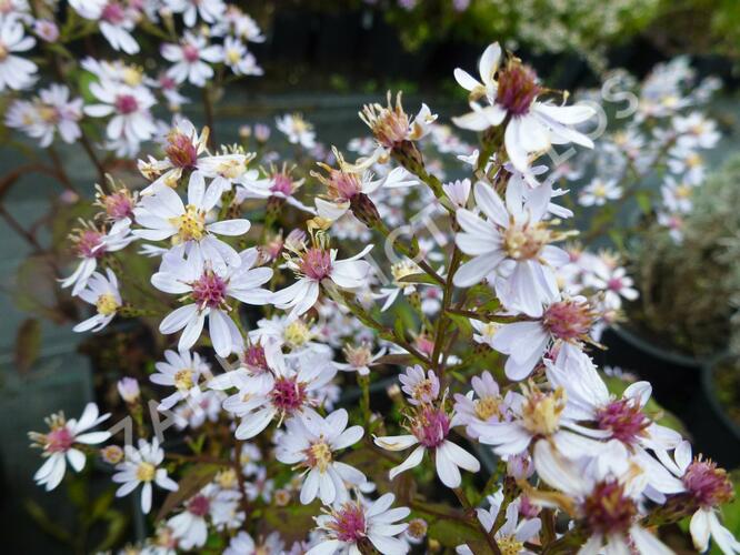 Hvězdnice srdcolistá 'Ideal' - Aster cordifolius 'Ideal'