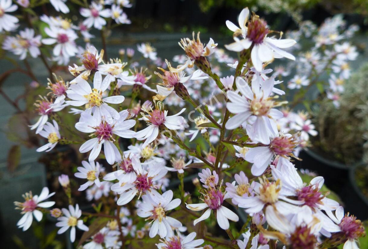 Hvězdnice srdcolistá 'Ideal' - Aster cordifolius 'Ideal'