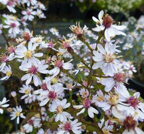 Hvězdnice srdcolistá 'Ideal' - Aster cordifolius 'Ideal'