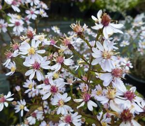 Hvězdnice srdcolistá 'Ideal' - Aster cordifolius 'Ideal'