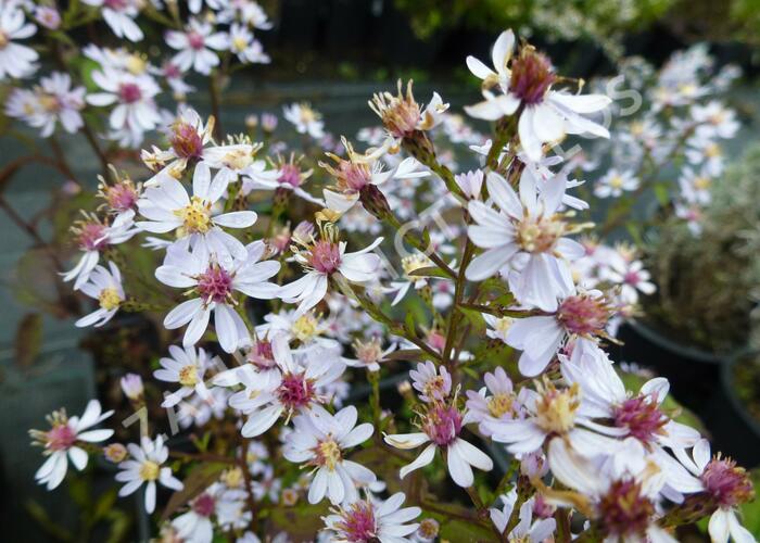 Hvězdnice srdcolistá 'Ideal' - Aster cordifolius 'Ideal'