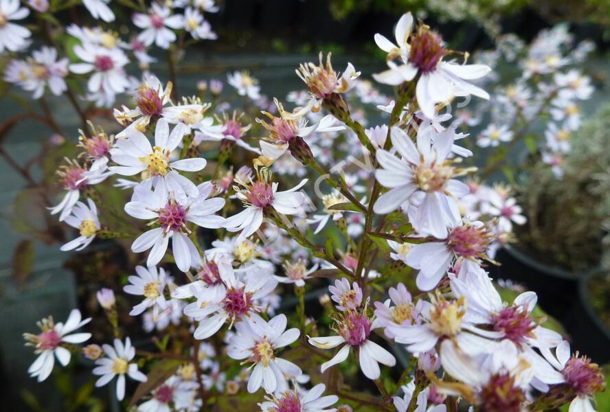Hvězdnice srdcolistá 'Ideal' - Aster cordifolius 'Ideal'