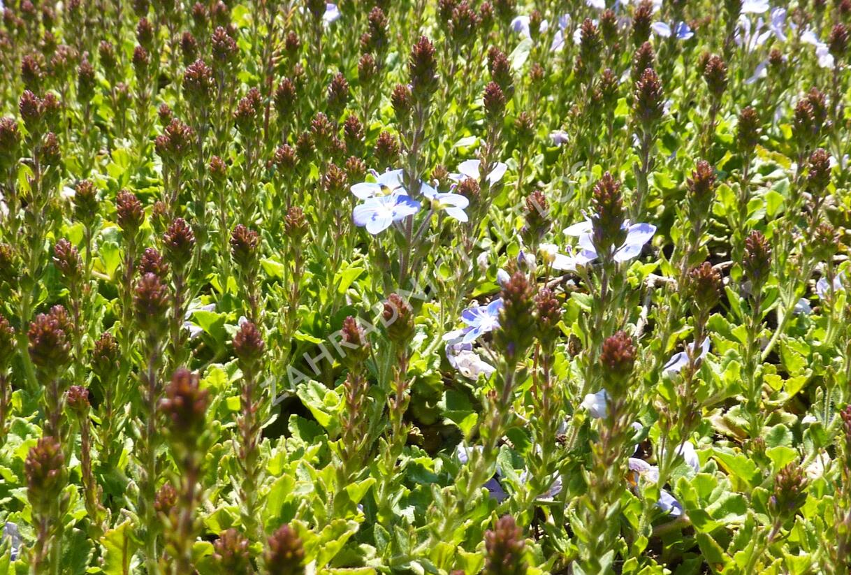 Rozrazil 'Blue Reflection' - Veronica hybrida 'Blue Reflection'