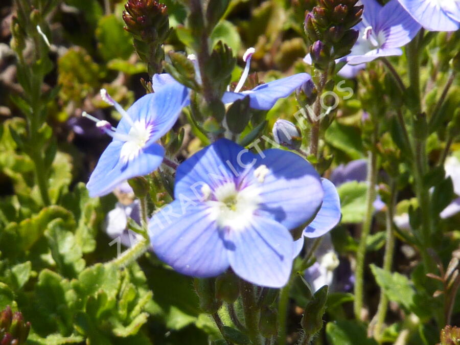 Rozrazil 'Blue Reflection' - Veronica hybrida 'Blue Reflection'